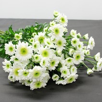 흰국화꽃 배송빠른곳