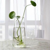 ZY 수경재배 미니화분 원통, 1개