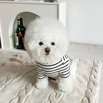 바이담수미 강아지 에리 스트라이프 티셔츠, 블랙