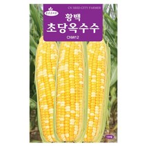 청농종묘 노랑 초당옥수수 씨앗 100립 초당옥수수씨앗 노랑옥수수씨앗 옥수수씨앗 옥수수씨, 14_황백초당옥수수(100립)