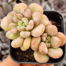 예쁜다육이 총집합 골라담기 다육식물, 22번-빌게이츠