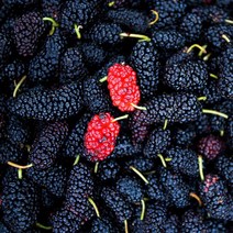 베리세상 [베리세상]고창 냉동 토종오디 5kg(벌크), 1