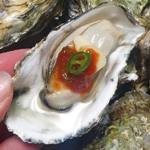 [산지발송] 당일새벽조업 통영 1등급 제철 하프쉘굴 30미, 상세페이지 참조