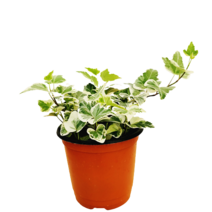 미스터플랜트 무늬 아이비 소품 넝쿨식물