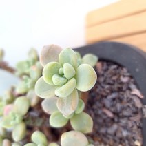 라울 중품 다육이 잎장이 예쁘게 물드는 탱글탱글한 다육1-150, 단품