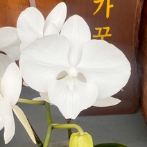 가꾸다 호접란 화이트민트(쌍대), 1개