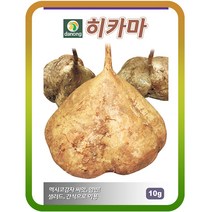 히카마(얌빈)씨앗10g 멕시코감자씨앗 히까마 히마카 콩감자, 1개
