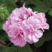 제라늄 화분 [아이비], 7. 로얄 라벤더
