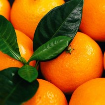 영화청과 특급 국내산 천혜향 10kg 농장 제주도 제철, 1개