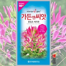 풍접초 체리퀸 씨앗 50립 / 족두리꽃 일년생 야생화 봄 가을 꽃 꽃씨 몰 종자