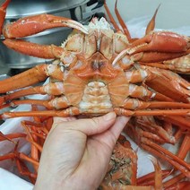 포항 구룡포 프리미엄 자숙 연지홍게 10마리