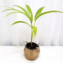겐자야자 겐쟈야자 겐챠야자 야자나무 실내 공기정화 식물 해초바구니, 단품