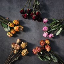 드라이플라워 스탠다드 장미 3송이 소량판매/인테리어 재료, 04. 스탠다드 장미-다크레드(3송이)
