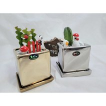 중앙탑다육농원*피쉬본선인장&용신목체험키트*대량구매별도문의, 용신목, 검정