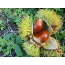 햇밤 지리산농부의 하동 햇알밤 옥광밤 기계로깐밤2kg(대) 밤삶는법 밤까기 고소한하동옥광밤 유기농생률, 상세페이지 참조, 상세페이지 참조