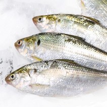 브랜드없음 [착한어부] 삼천포 자연산 구이용 전어 1kg, 단품없음