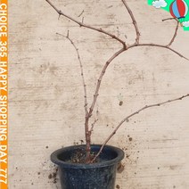 r굿템dEw-1771kz개량머루 화분4치 결실주_dq2268