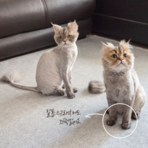 방수 러그 강아지 고양이 아이방 먼지없는 워셔블러그