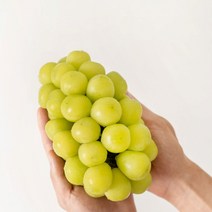 꾸릉이네 고당도 프리미엄 상주 샤인머스켓 가정용 수출용 1kg 2kg, 수출용_4kg내외 4~5수