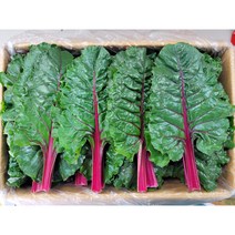 [특급] 싱싱한 적근대 2kg (1.8~2kg) 박스
