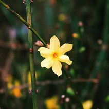 영춘화/포트(2개묶음)/묘목/c2184