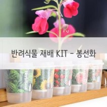 키우기쉬운 반려식물 미니화분 재배 세트 봉선화 미니화분 식물인테리어 화분 거실화분 인테리어화분, 상품선택