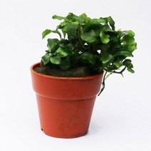 바보사랑 부세파란드라 웨이비그린.미미네아쿠아