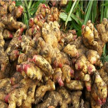 23년 수확 국내산 생강 햇생강 특상품, 생강 1kg