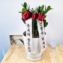 앤드플라워 전국 택배발송 중형실내화분 금전수(50cm) 은행목 스투키(55cm) 녹보수 몬스테라 안스리움 홍콩야자 콩고 율마 뱅갈고무나무 소포라 개업화분 미니화분 공기정화식물, 01.금전수(50cm내외)