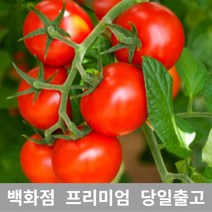 [특등급선별] 방울토마토 3kg 대추방울토마토 방울토마토키우기 방울토마토모종 대추토마토 과일 당뇨에좋은과일 맛있는방울토마토 완숙토마토 부여방울토마토 블랙방울토마토 노랑방울토마토