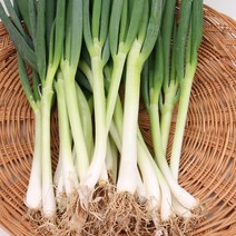 대파 2kg내외 팔팔마켓 국산 파 뿌리대파 한단, 2kg, 1개
