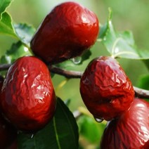 대추나무묘목 / 태상왕 (사과대추 사홍) 개량품종 자가결실 (생과 건과 대과종) 접목1년생 FT19, 1개