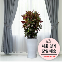 에코플랜트 금전수 개업 화분 집들이 선물 승진 사무실 이전 병원 개원 식당 개업식 축하 화분 배달 [서울 경기 당일배송]<토요일 오후 일요일 주문건 월요일배송>, 11. 크로톤, 1개” class=”wr-img”></a></div></p></div></p></div></p></div><div class=