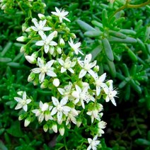 흰꽃세덤 4개 (알붐) 하얀꽃 세덤 / 화이트스톤크롭 (그린에서 레드로 변하는 엄청 건강한 다육식물) SP1