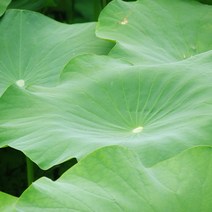 [산지직송] 자연산 연잎 10장 20장