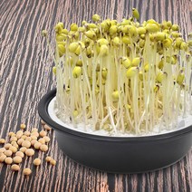 콩나무 재배기 신선한 콩나물 직접 재배, 블랙(햇빛차단), 1개