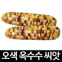 오색 옥수수 씨앗 초당 곡물 종자 단옥수수 씨 100알, 1개