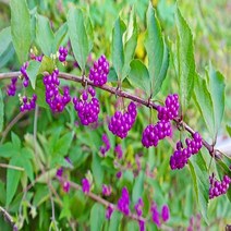 충주원예조경 / 좀작살나무 / 1.2m / 5주, 주