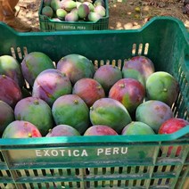 아크션 프리미엄 애플망고 페루산애플망고 2kg 3kg 4kg 항공직송, 3kg(6~8과)