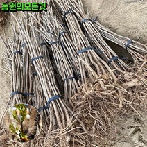 두릅나무 묘목 참두릅 민두릅나무 묘목 1-2년생, 민두릅, 2년생