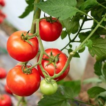 기타 산지직송 경남 완숙토마토 1.5kg(대과/개당 220~250g), 상세페이지참조