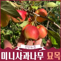 미니사과나무 묘목 알프스오토메 루비에스 레드필드속빨간사과 접목 1년생 과일나무키우기 모종 과실수 유실수 가드닝 정원가꾸기, 루비에스2년생, 특묘