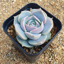 [다육식물]탑핑크