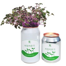 [아이엠캔] 새싹재배세트 씨앗 15종 새싹 채소 키우기 키트 텃밭 모종 홈가드닝 베란다 미니 텃밭 유치원 어린이집 홈재배 유치원교구 관찰학습, 아이엠캔 유채(소)