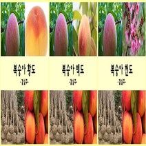 착한가격 나무생각 복숭아나무모음, 개복숭아나무(결실주), 9999개