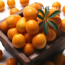 제주 표선농협 금귤 500g x 2팩, 단품