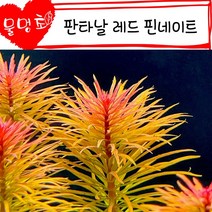 [물멍초] 매력만점 붉은 수초 판타날 레드 핀네이트 2촉