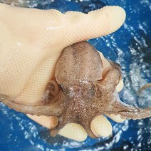 수락수산 국내산 활 주꾸미 1Kg 13~16미내외(냉동), 1개, 1KG 13-16미내외