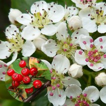 아로니아 레드 초크베리 실생 1년 포트묘 1개 결실수