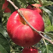 청송 부사 사과, 소과 19 ~ 21과, 5kg